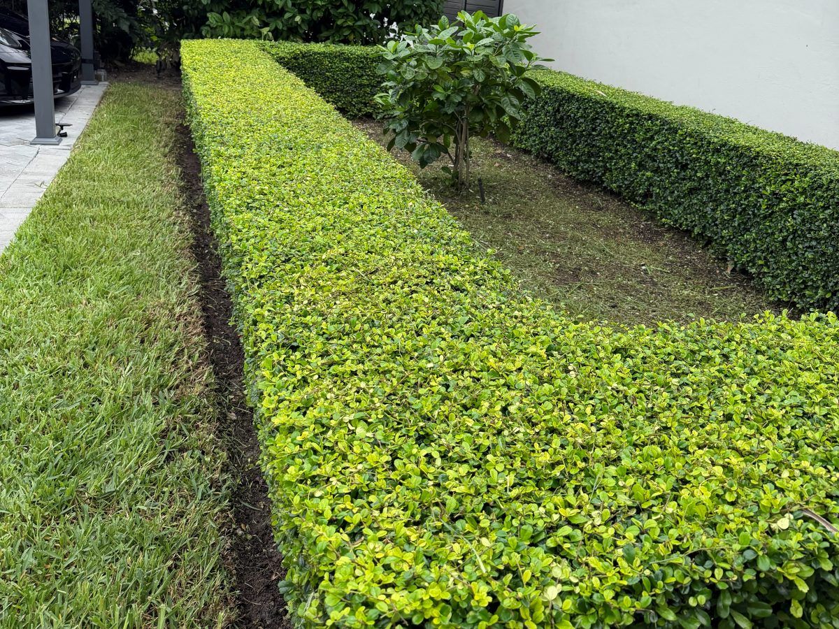 Neatly squared hedge with an edged lawn after service